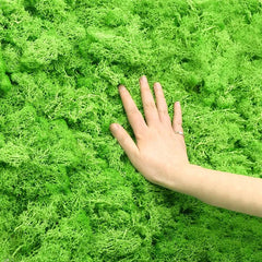 20/40g Artificial Green Plants Eternal Life Moss Grass Home Living Room Garden Decoration Mini Landscape Fake Flower DIY Crafts