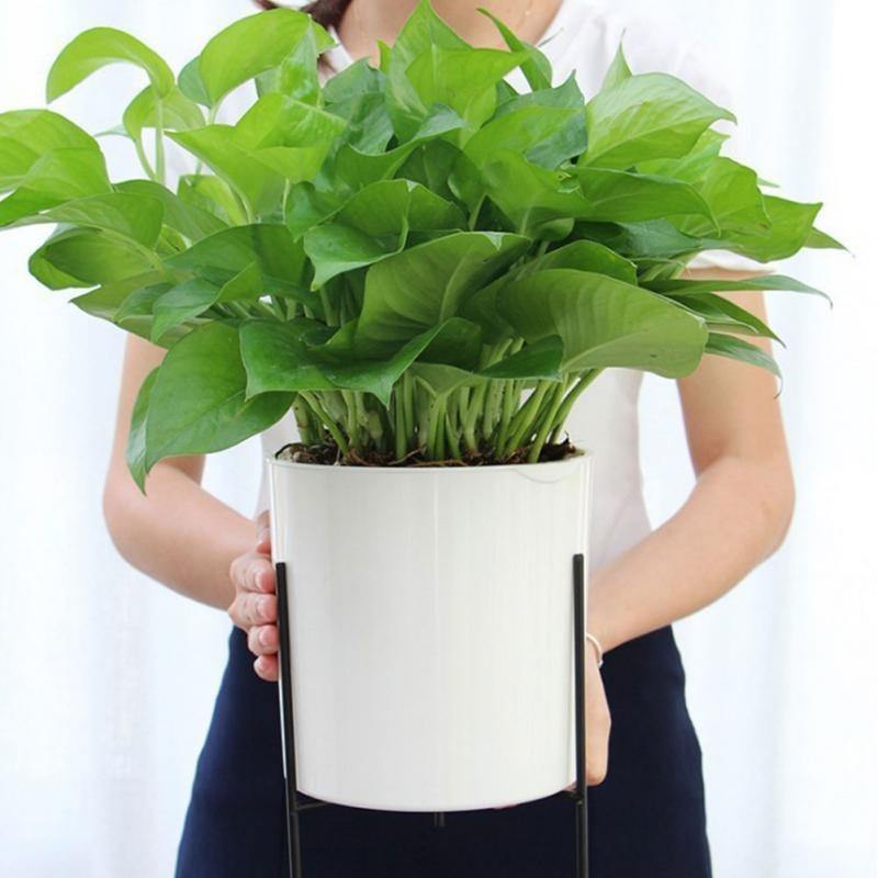 Self-Watering Planter with Iron Plant Stand